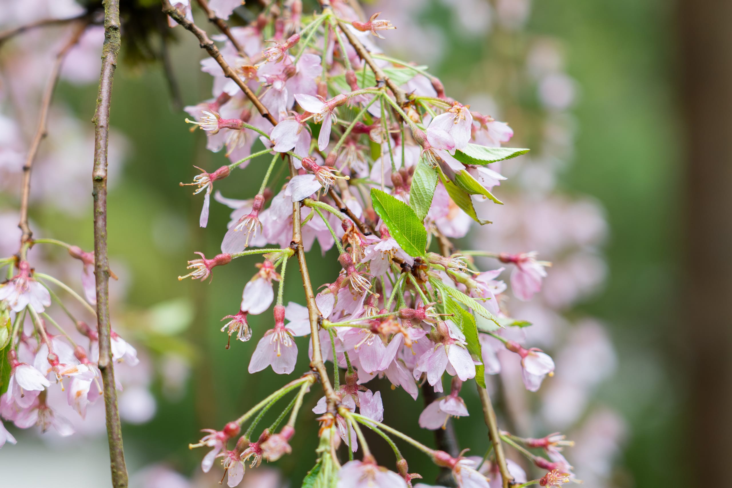 2025 Cherry Blossom Tracker – Portland Japanese Garden