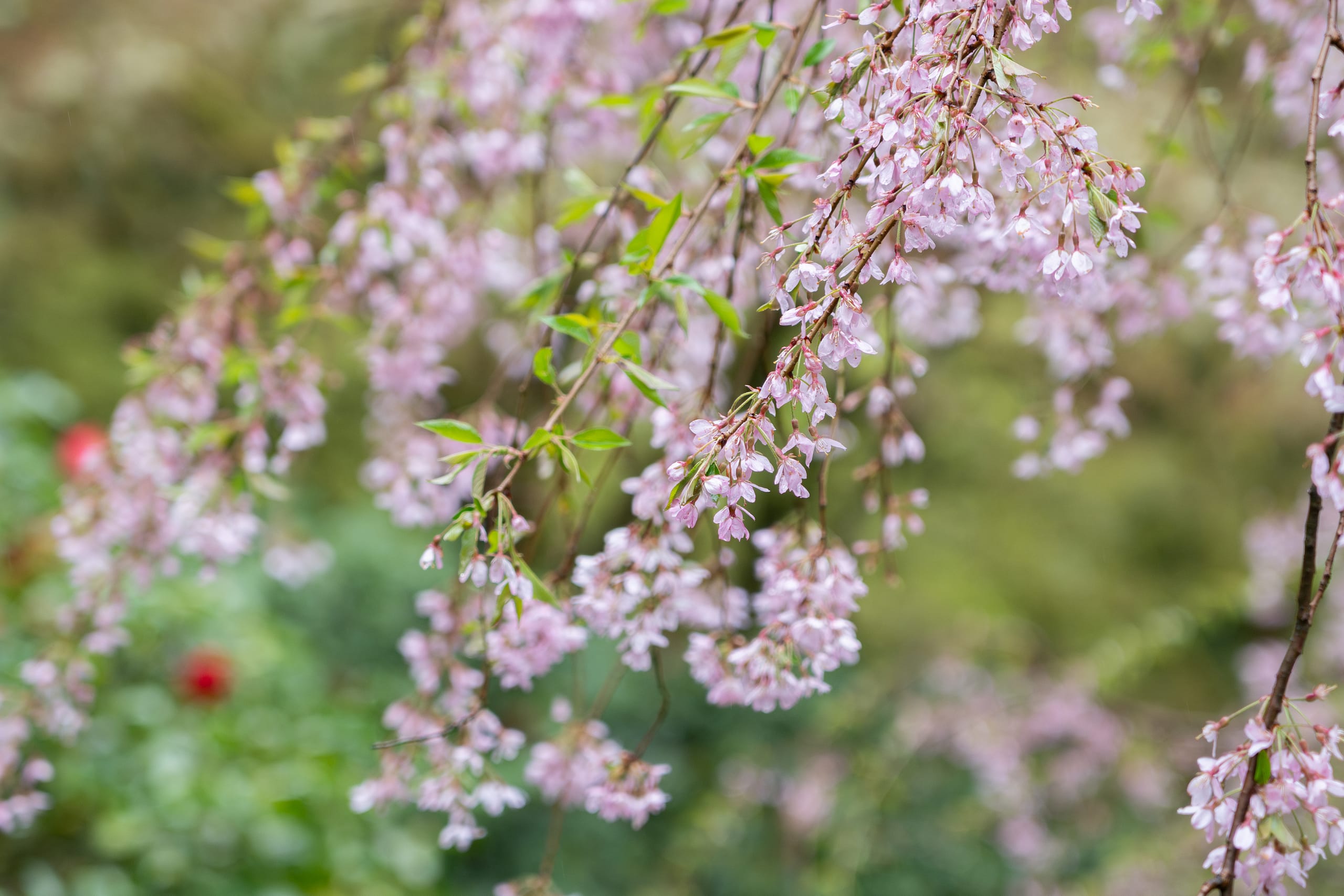 cherry blossom  Sakura Watch, April 28, 2025 – First sakura cherry blossoms