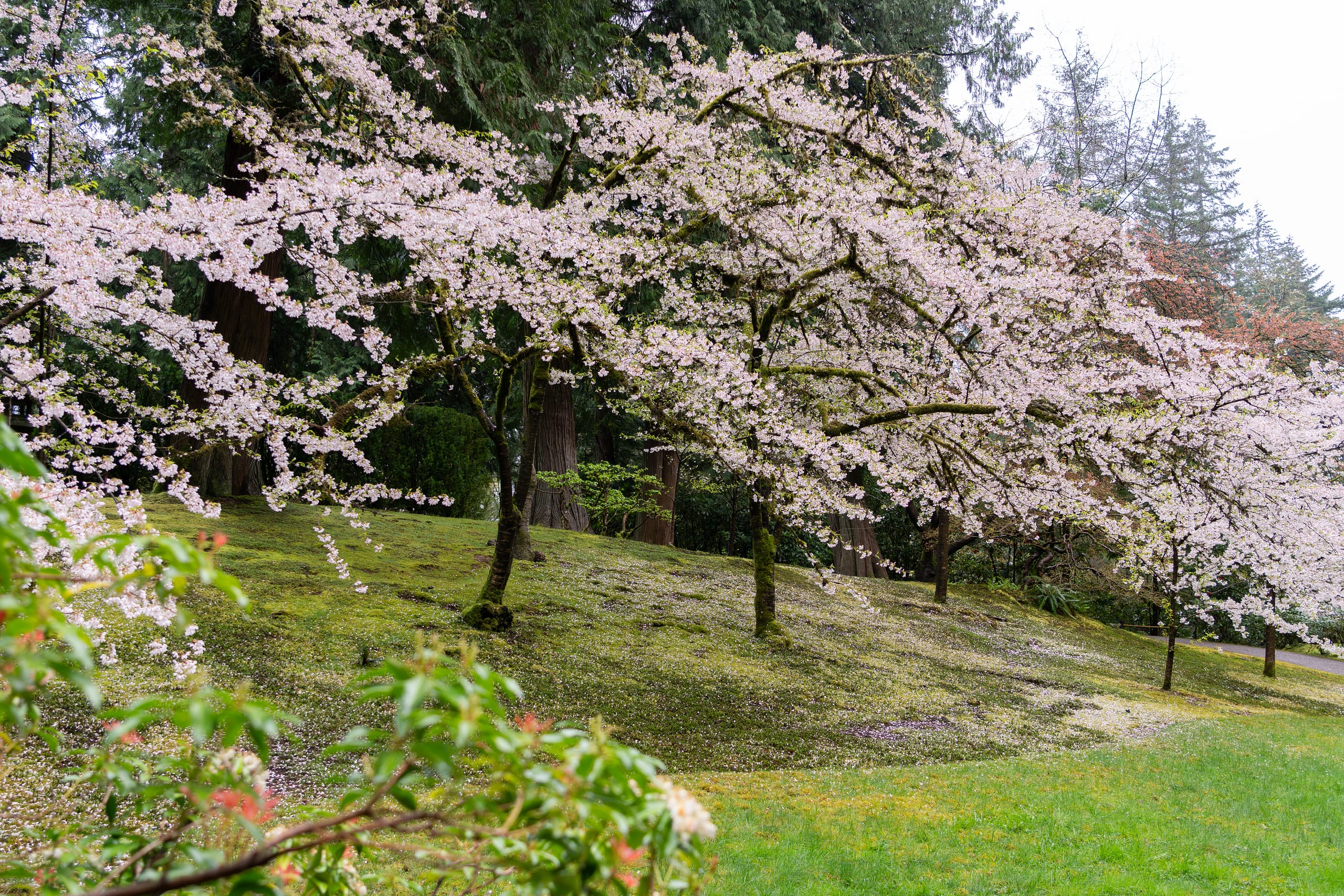 cherry blossom  Sakura Watch, April 28, 2025 – First sakura cherry blossoms