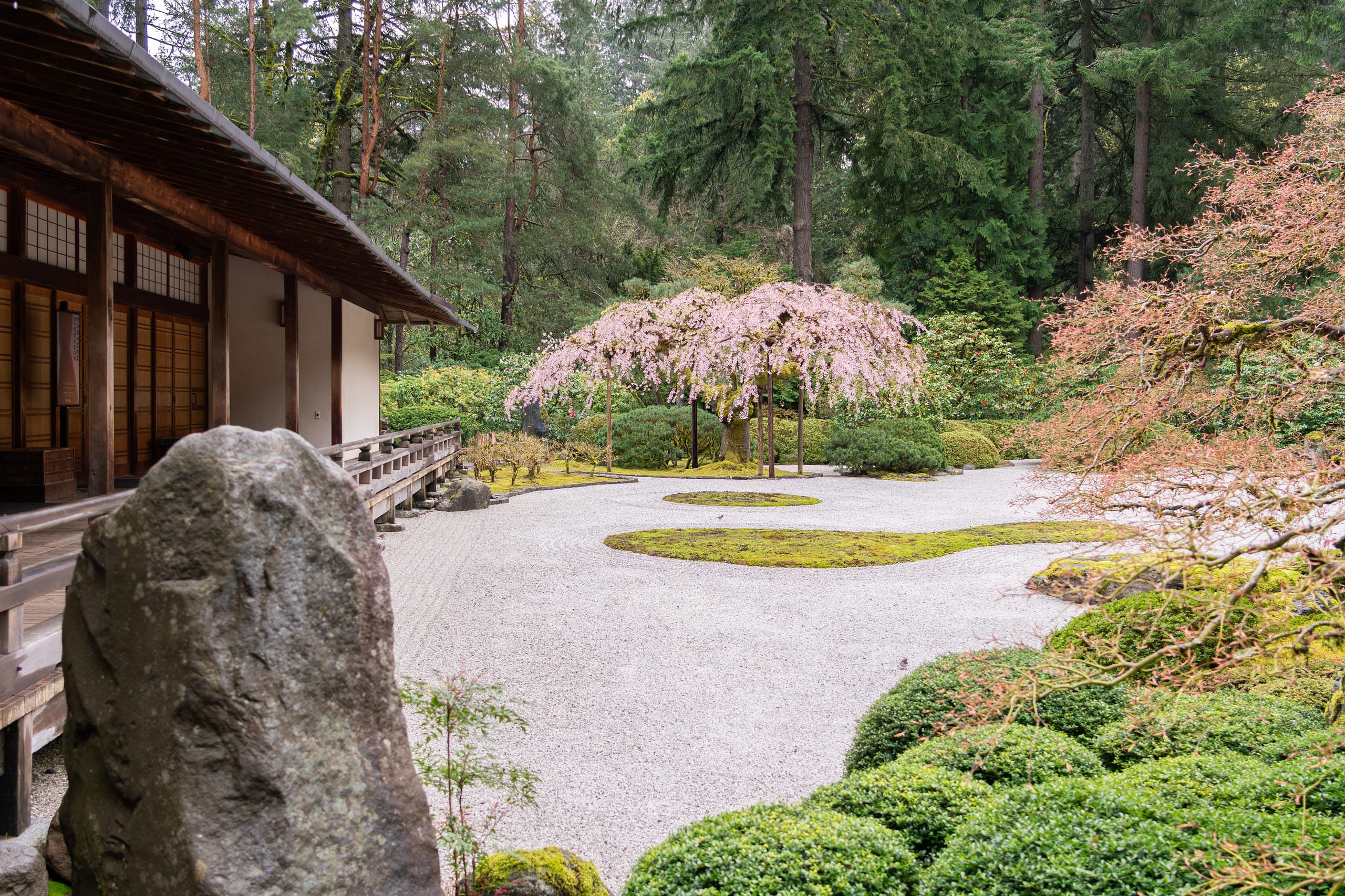 2025 Cherry Blossom Tracker – Portland Japanese Garden