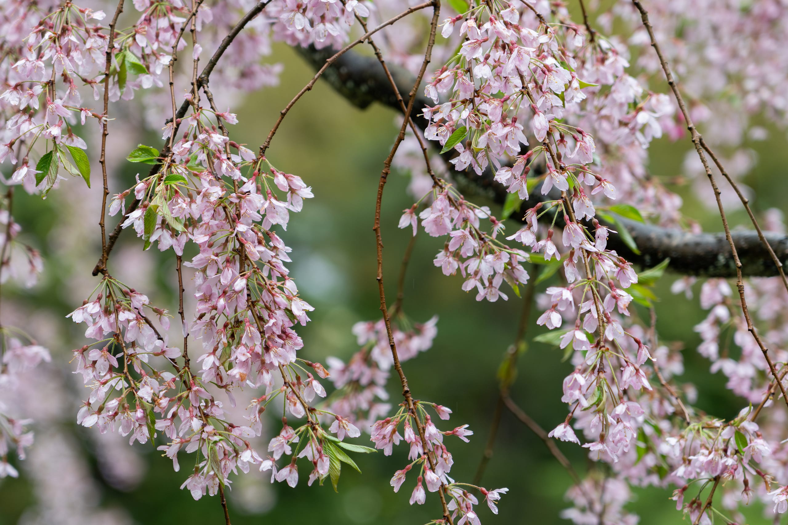 2025 Cherry Blossom Tracker – Portland Japanese Garden