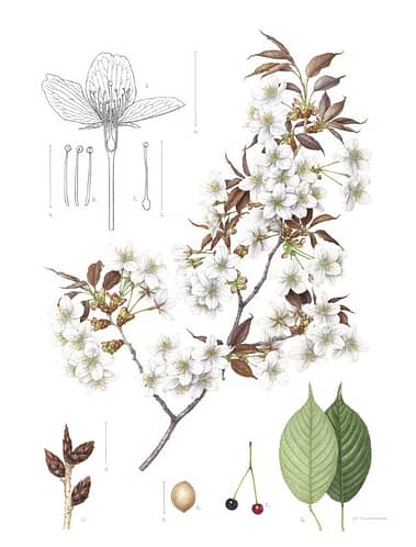 Mieko Ishikawa, "Yama-zakura” Cerasus jamasakura, 2017, watercolor on paper.