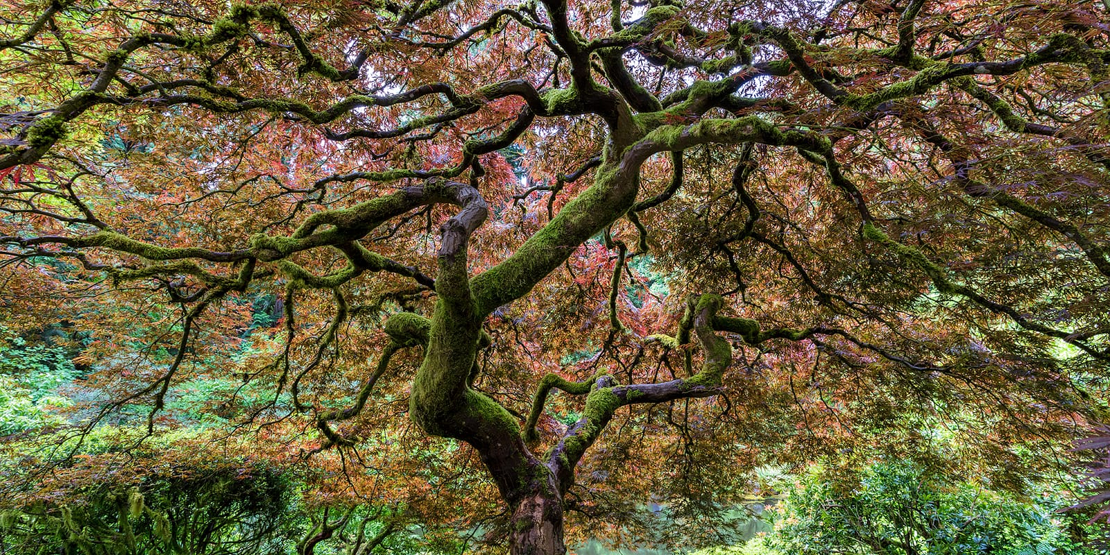 Late Spring Early Summer by Mike Centioli - 2017-05-31 - Portland Japanese Garden, May 2017-41