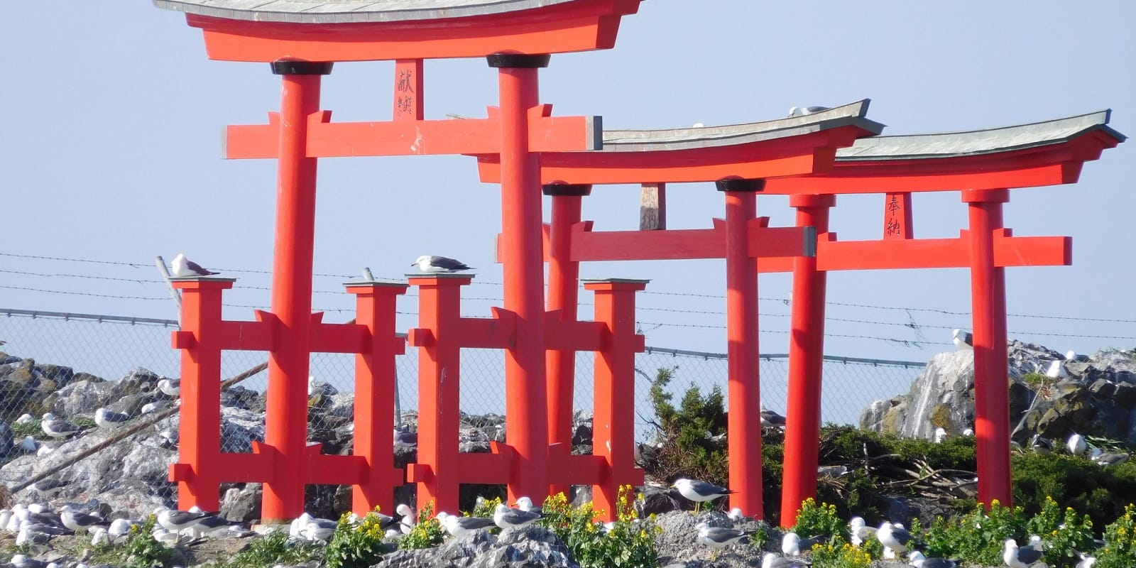 05.02.2016 Torii at Okuki Bay, Hachinohe