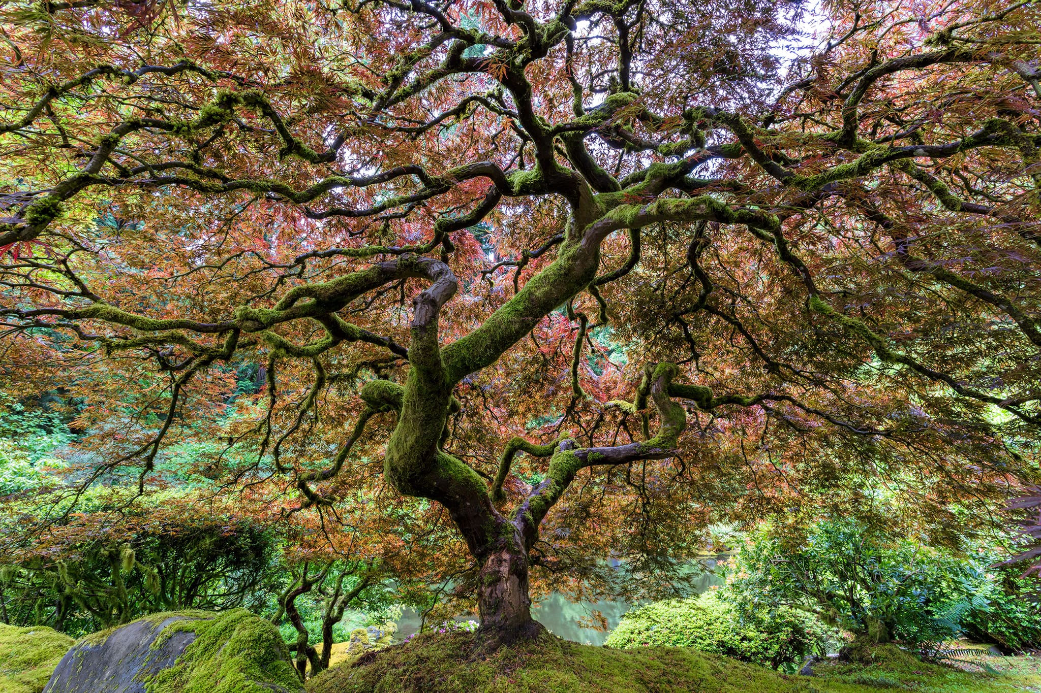 ЛС модельки голые [[[[ Portland Japanese Garden