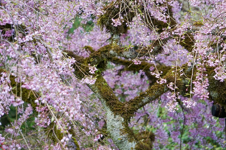 2023 Cherry Blossom Watch – Portland Japanese Garden