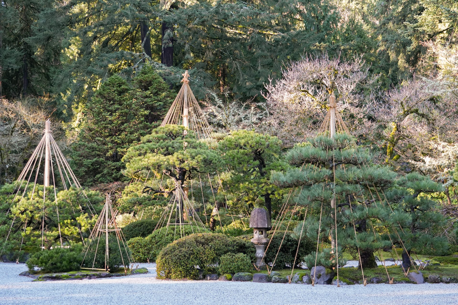 Yukizuri Create Winter Scenery Portland Japanese Garden