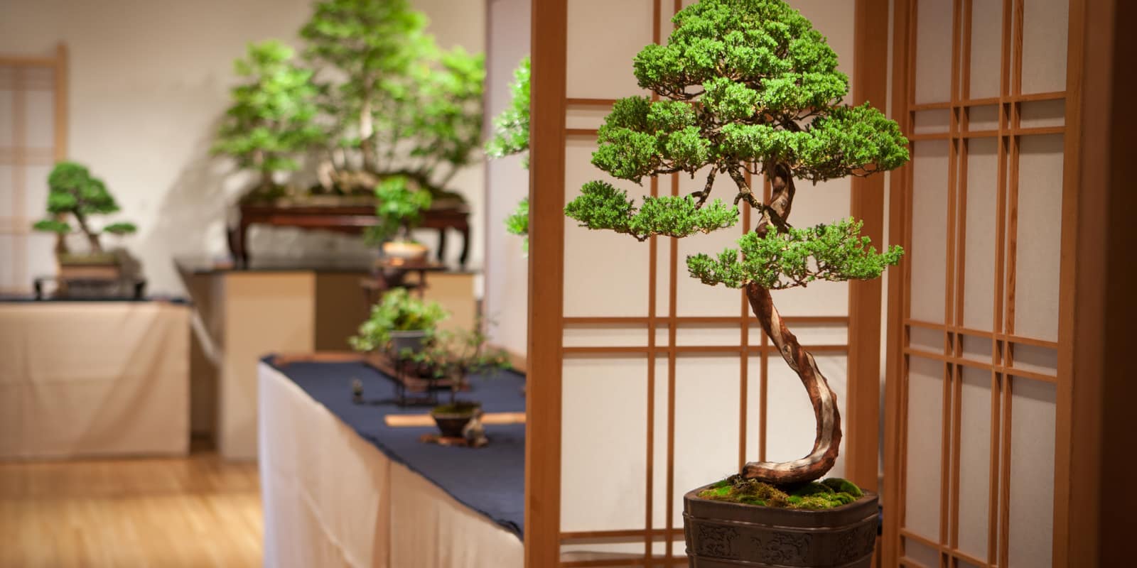 Bonsai 2015 - 2015-06-02 - 16491_0625942aa1d8491