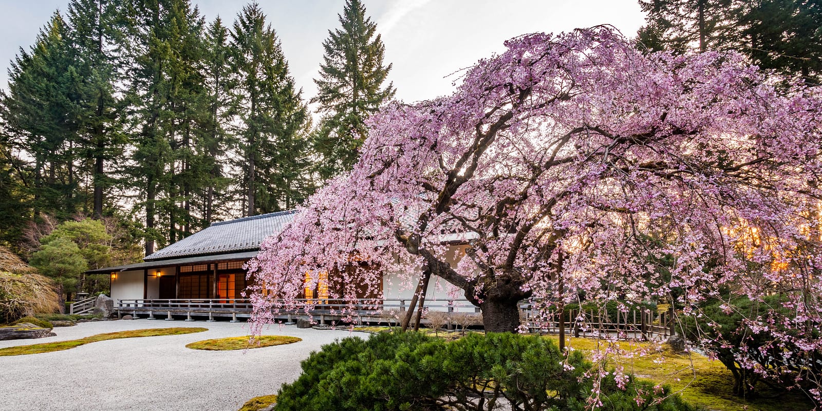 Cherry Tree-2014-03-24-Jonathan Ley-13x19