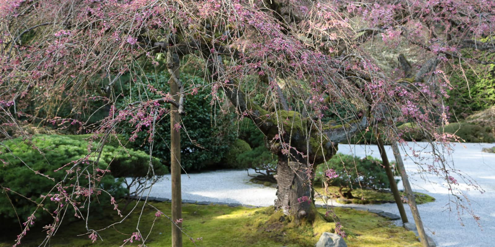 Julia Taylor_LR_Portland Japanese Garden_March 2018_IMG_3953