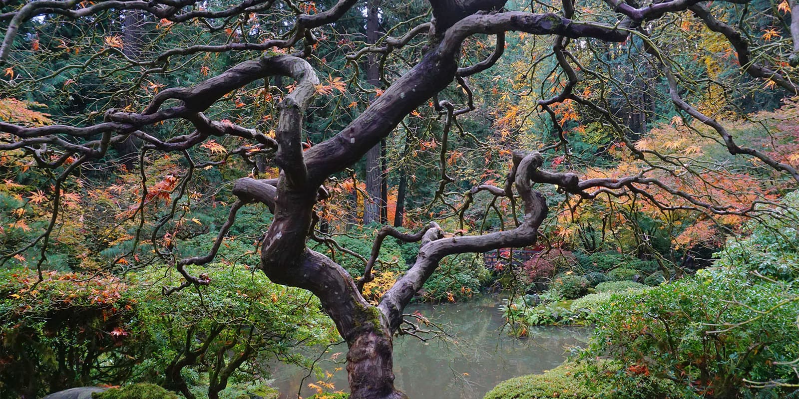 Early November Portland Japanese Garden Photos by Tyler Quinn - 2018-11-02 - DSC01575_low