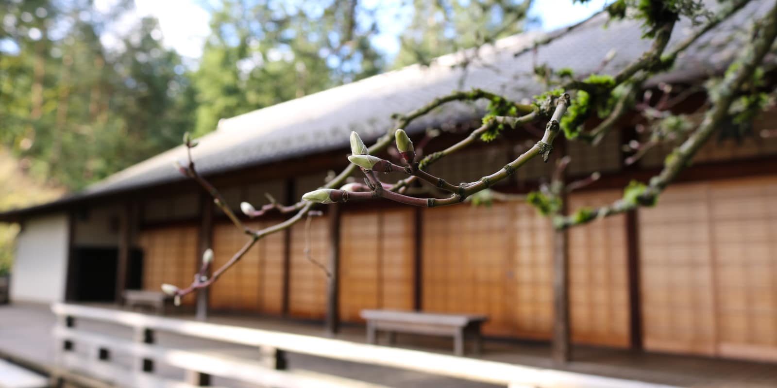 Julia Taylor_March2017_IMG_2047