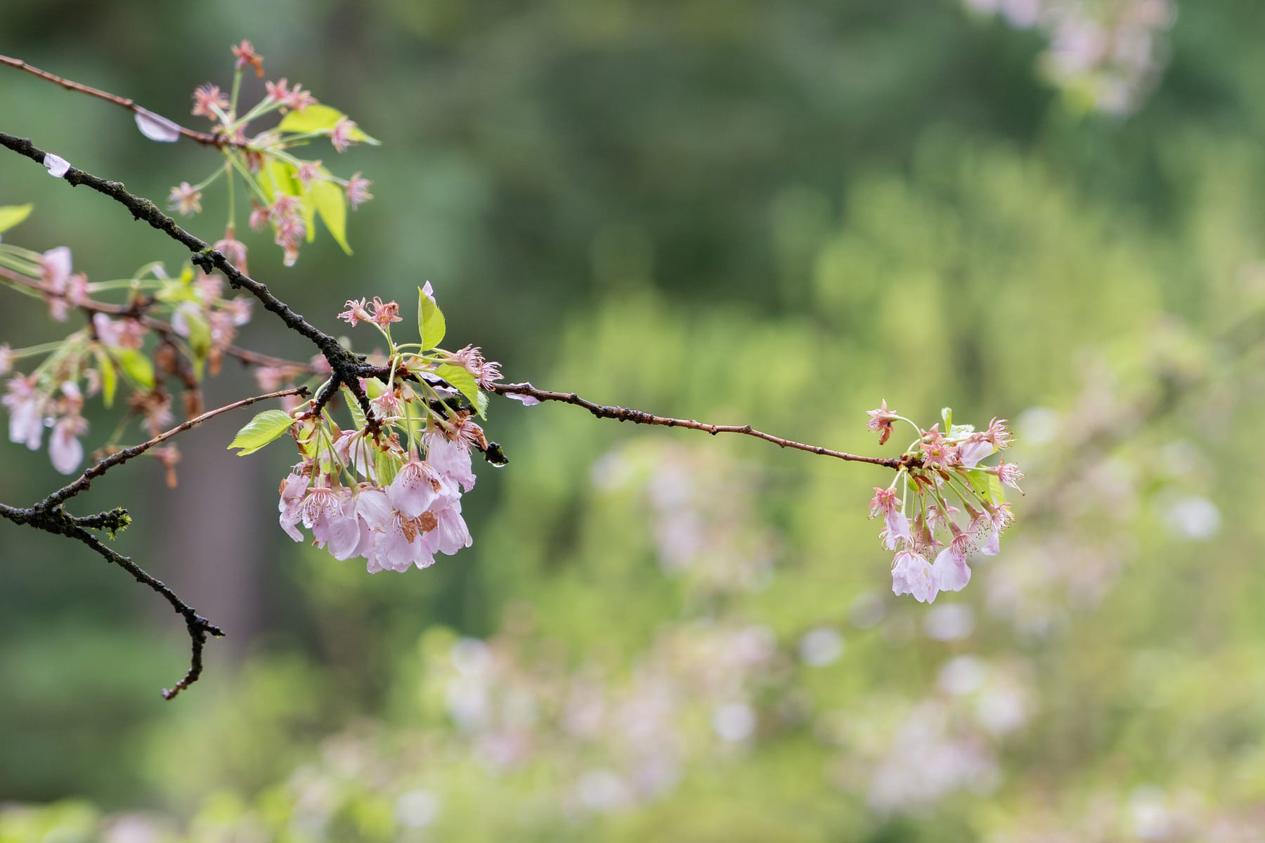 2025 Cherry Blossom Tracker – Portland Japanese Garden