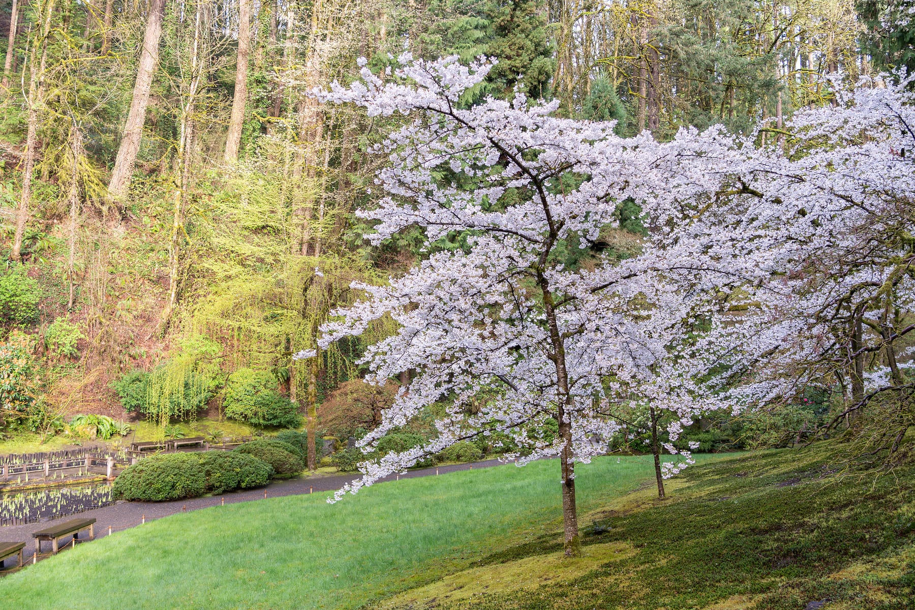 2025 Cherry Blossom Tracker – Portland Japanese Garden