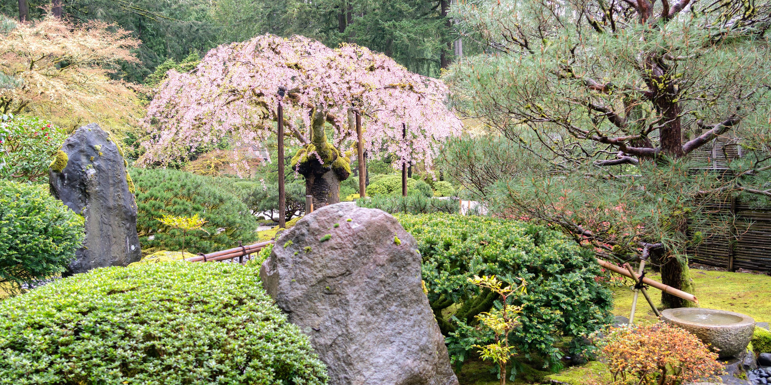 2025 Cherry Blossom Tracker – Portland Japanese Garden