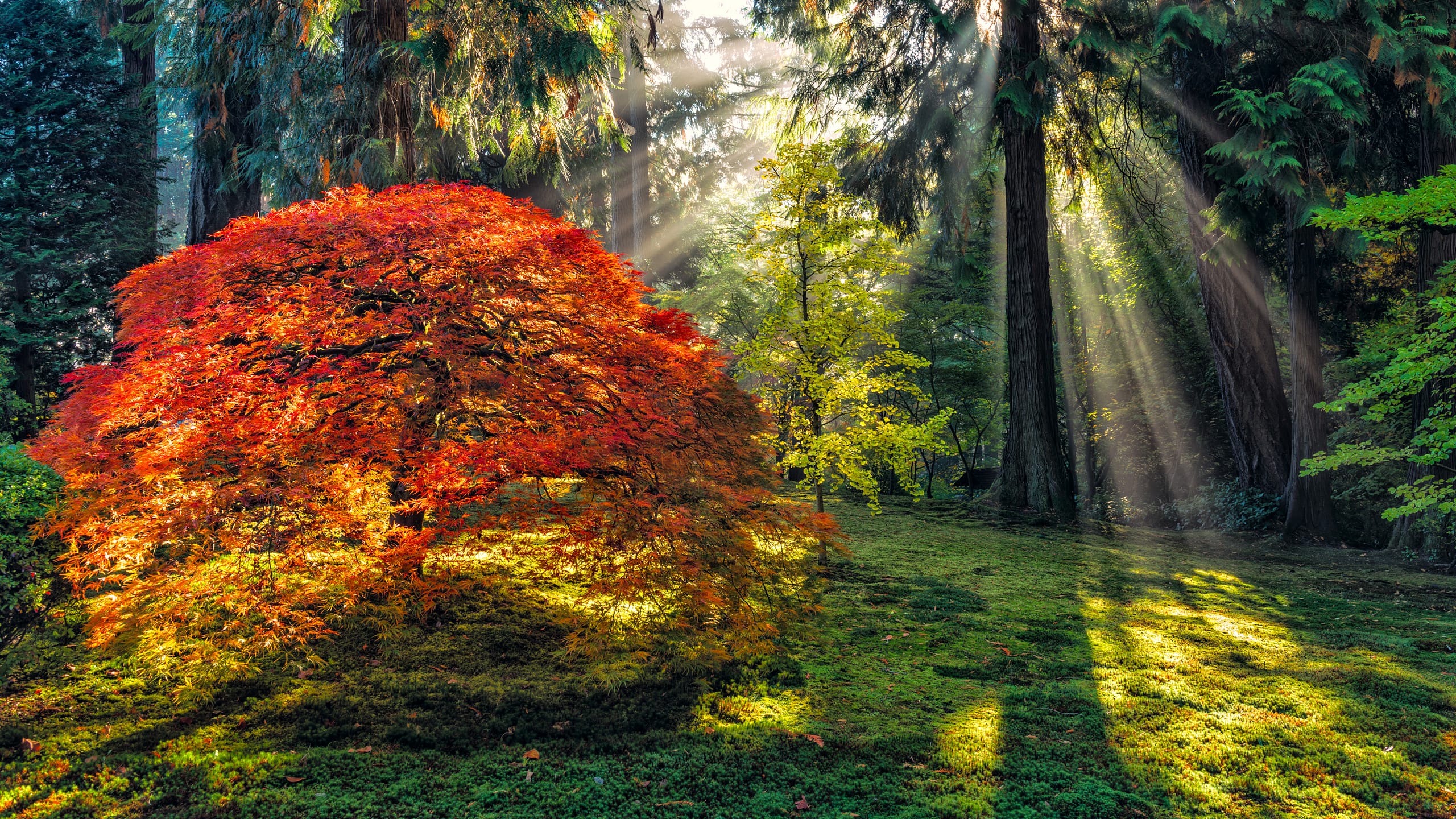 Fall Colors Tracker – Portland Japanese Garden