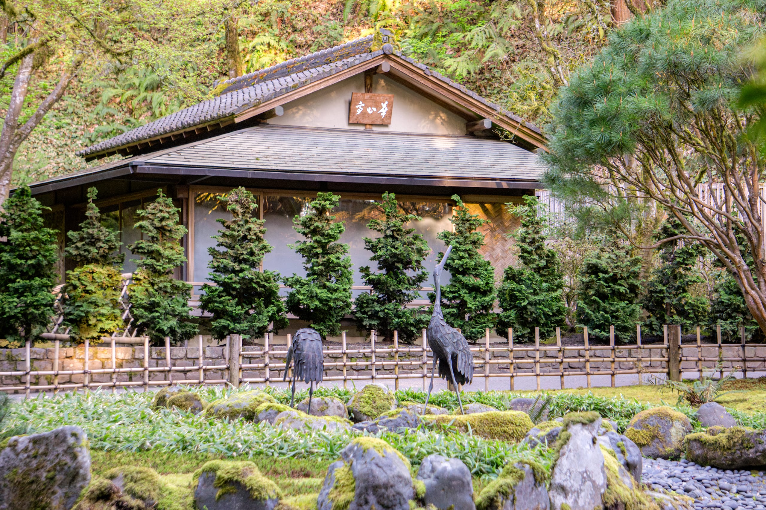 New Hinoki Hedges Replace Hemlock in the Tea Garden – Portland