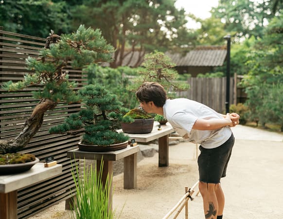 a man leans over to look underneath the crown of a bonsai tree