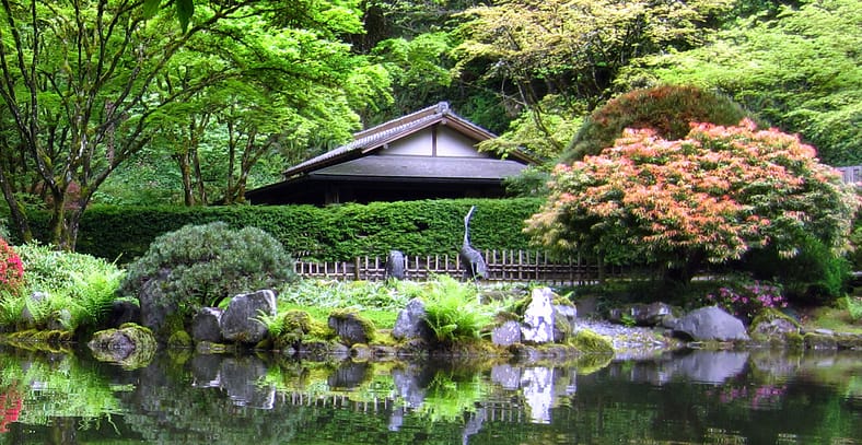 New Hinoki Hedges Replace Hemlock in the Tea Garden – Portland