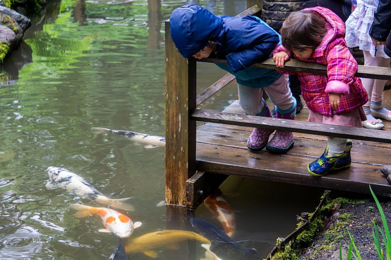 Two small children lean over a railing to look at koi swimming by.