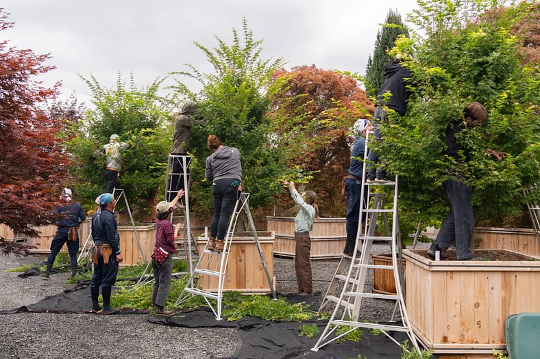 a series of people on ladders pruning maple trees