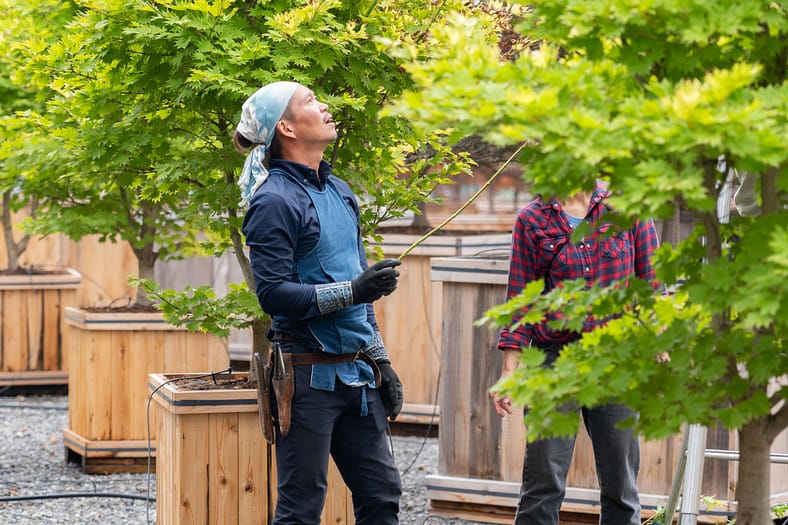A gardener looking up at a tree while talking.