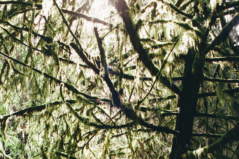 sunlight pouring through lichen-covered limbs of a tree