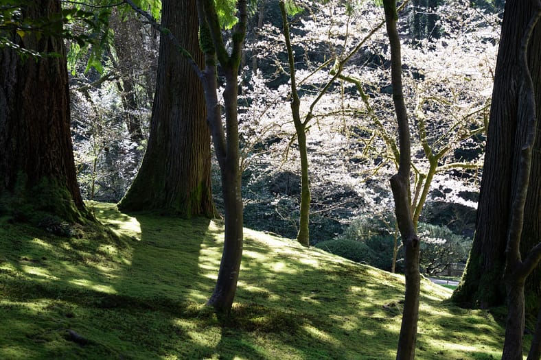trees casting shadows on a mossy hill