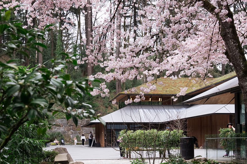 cherry blossoms in front of a building with a living roof