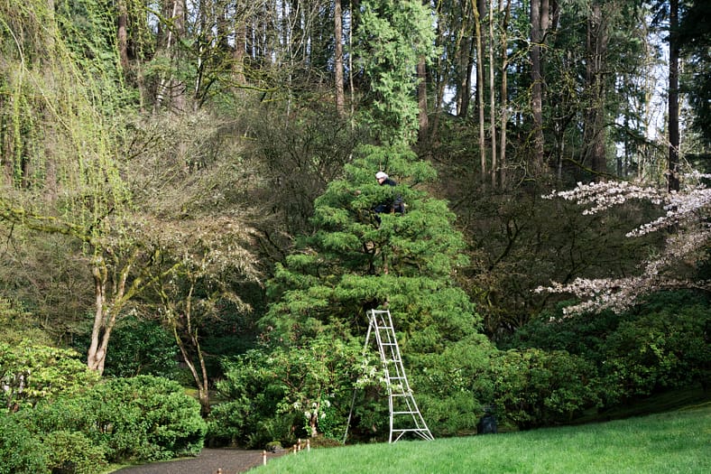 a gardener tending to a tree