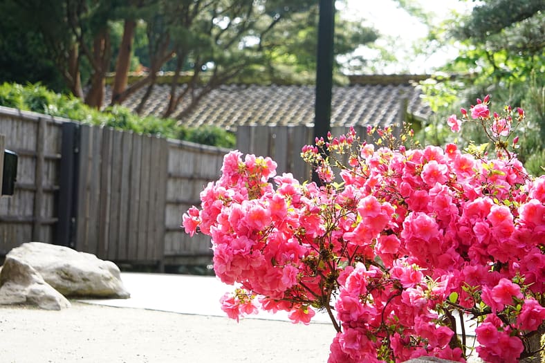 The Flowers of Spring 2022 – Portland Japanese Garden