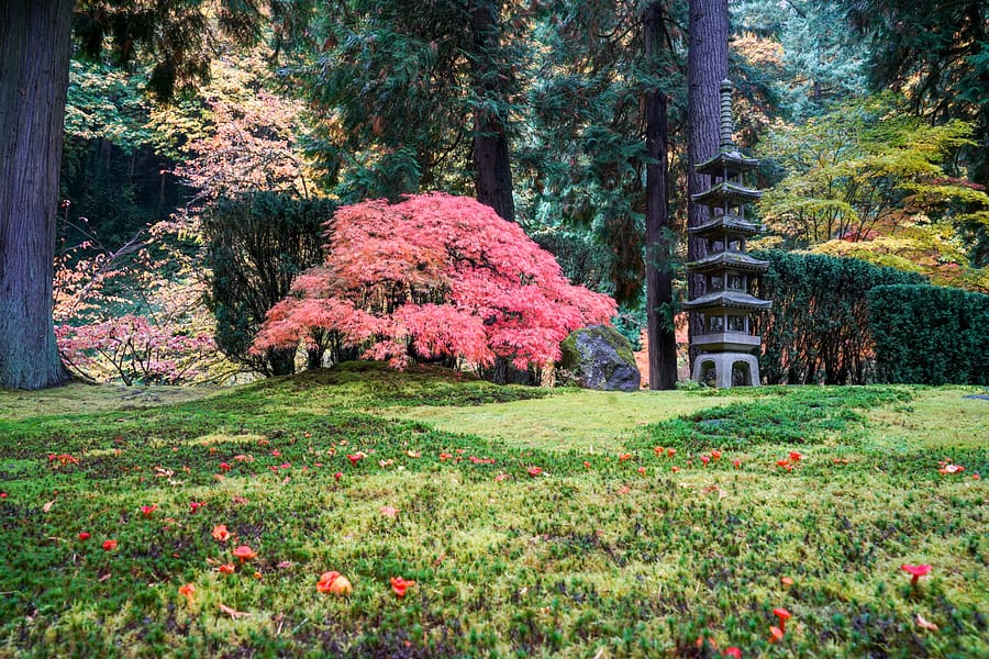 Fall Color Update: October 22, 2019 – Portland Japanese Garden