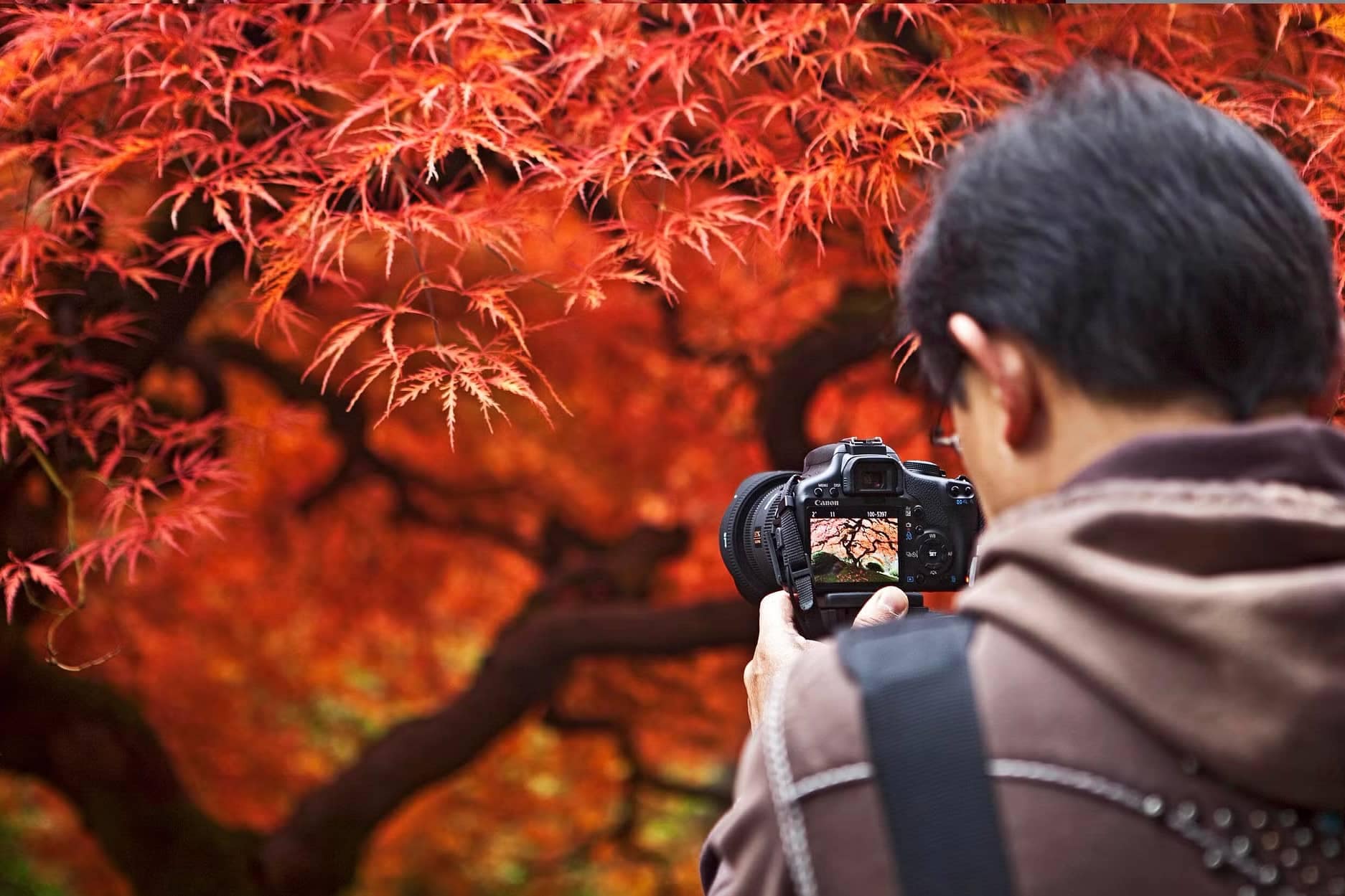 Photographer capturing vibrant red autumn maple leaves with a digital camera, focusing closely on the intricate foliage and dark tree branches in the background.