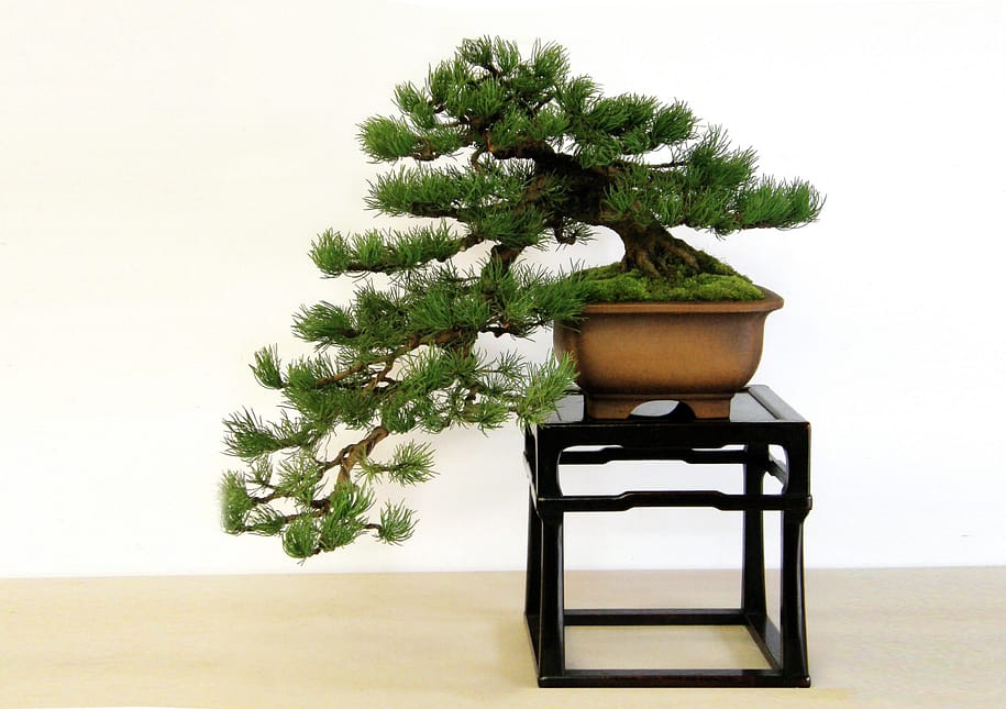 2025 Art Exhibitions Preview – Portland Japanese Garden