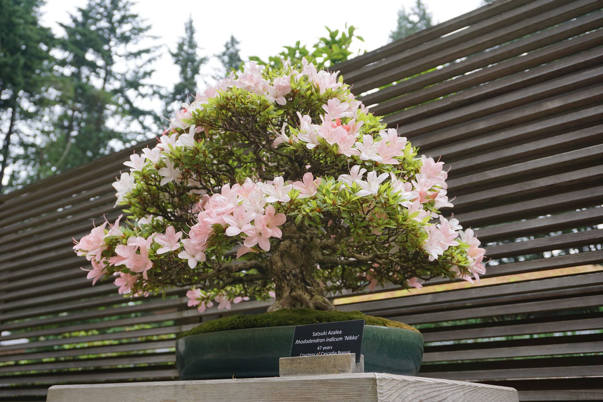 a small tree, or bonsai, with light pink flowers