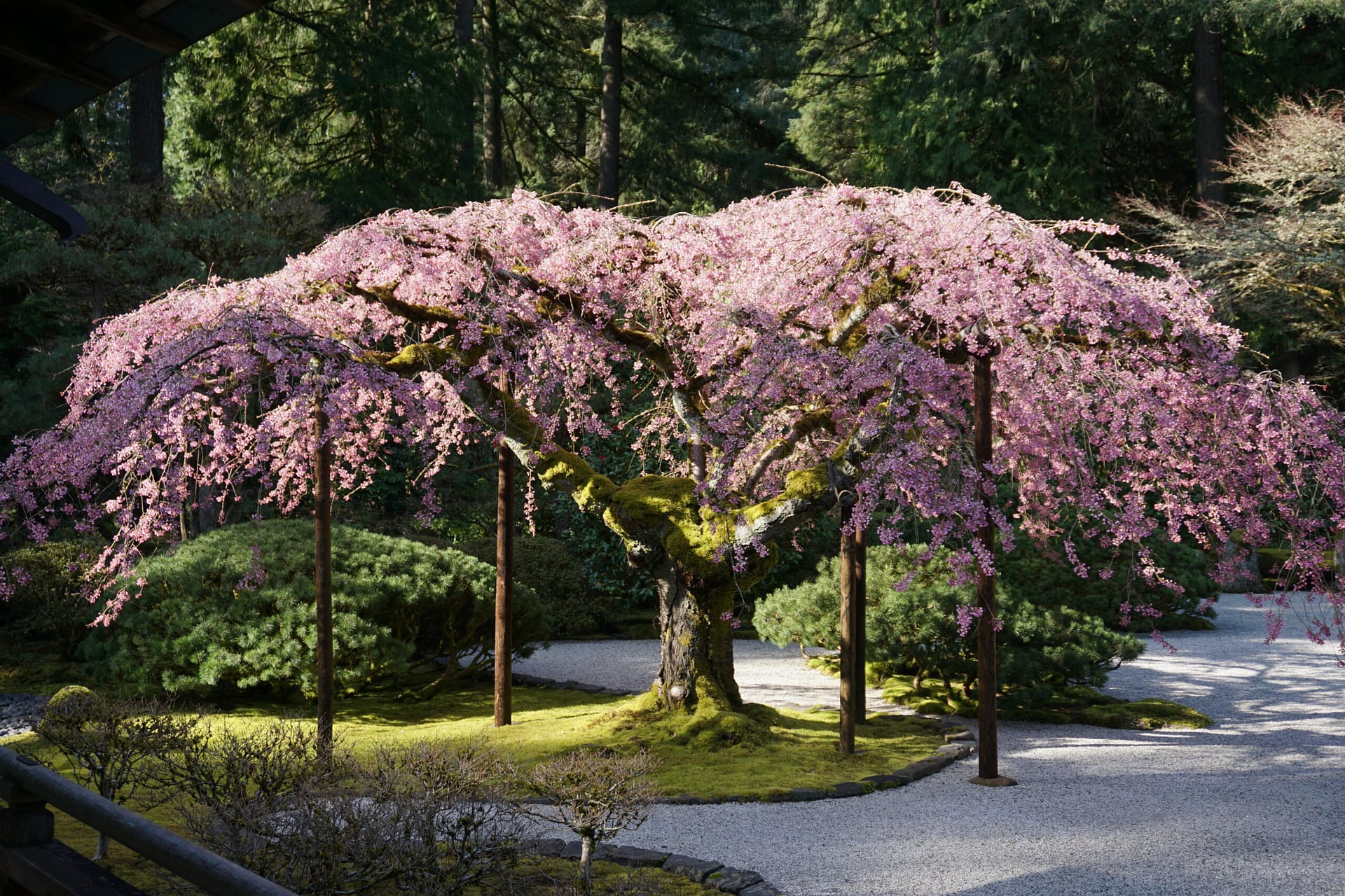 a weeping cherry tree