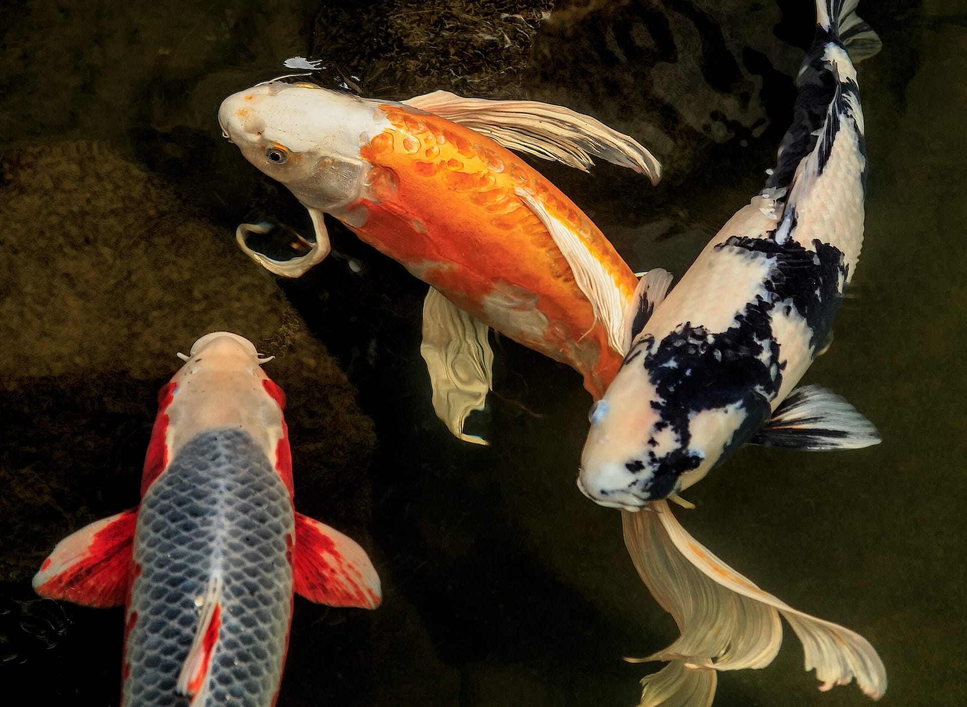 koi fish