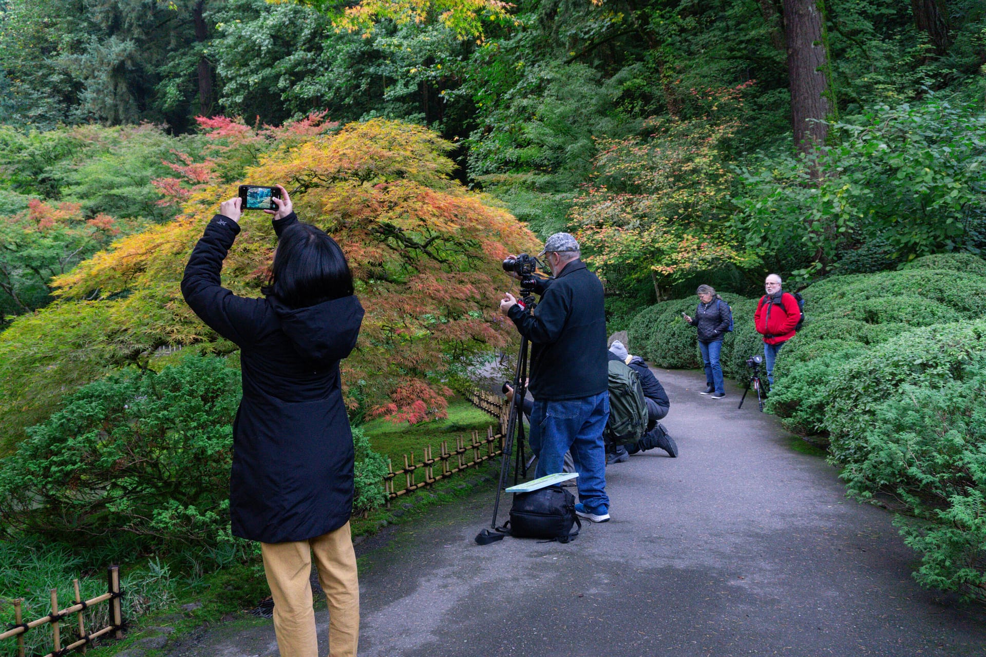 People taking pictures of trees in Portland Japanese Garden