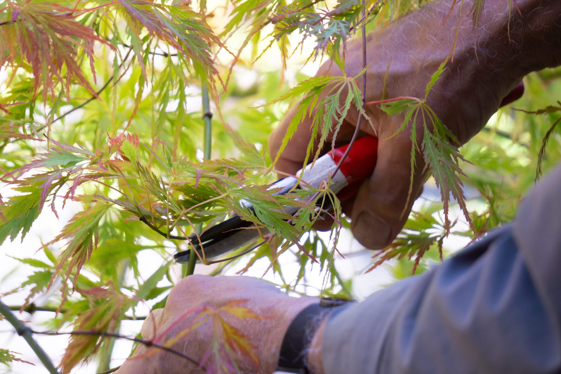 Hands holding pruners about to make a cut in a maple tree.