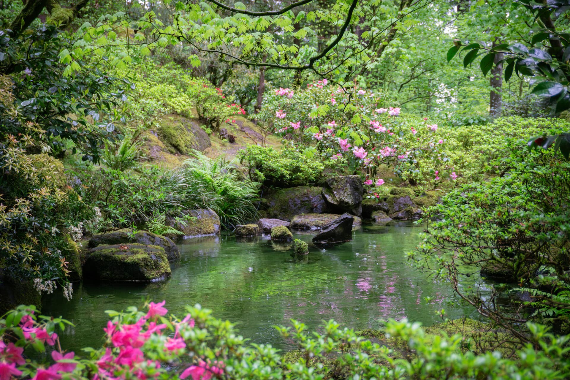 a pond with springtime blooms near it