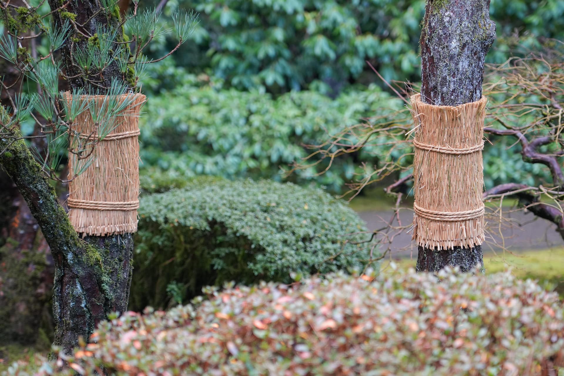 Winter Scenery Yukizuri Return To Portland Japanese Garden Portland 