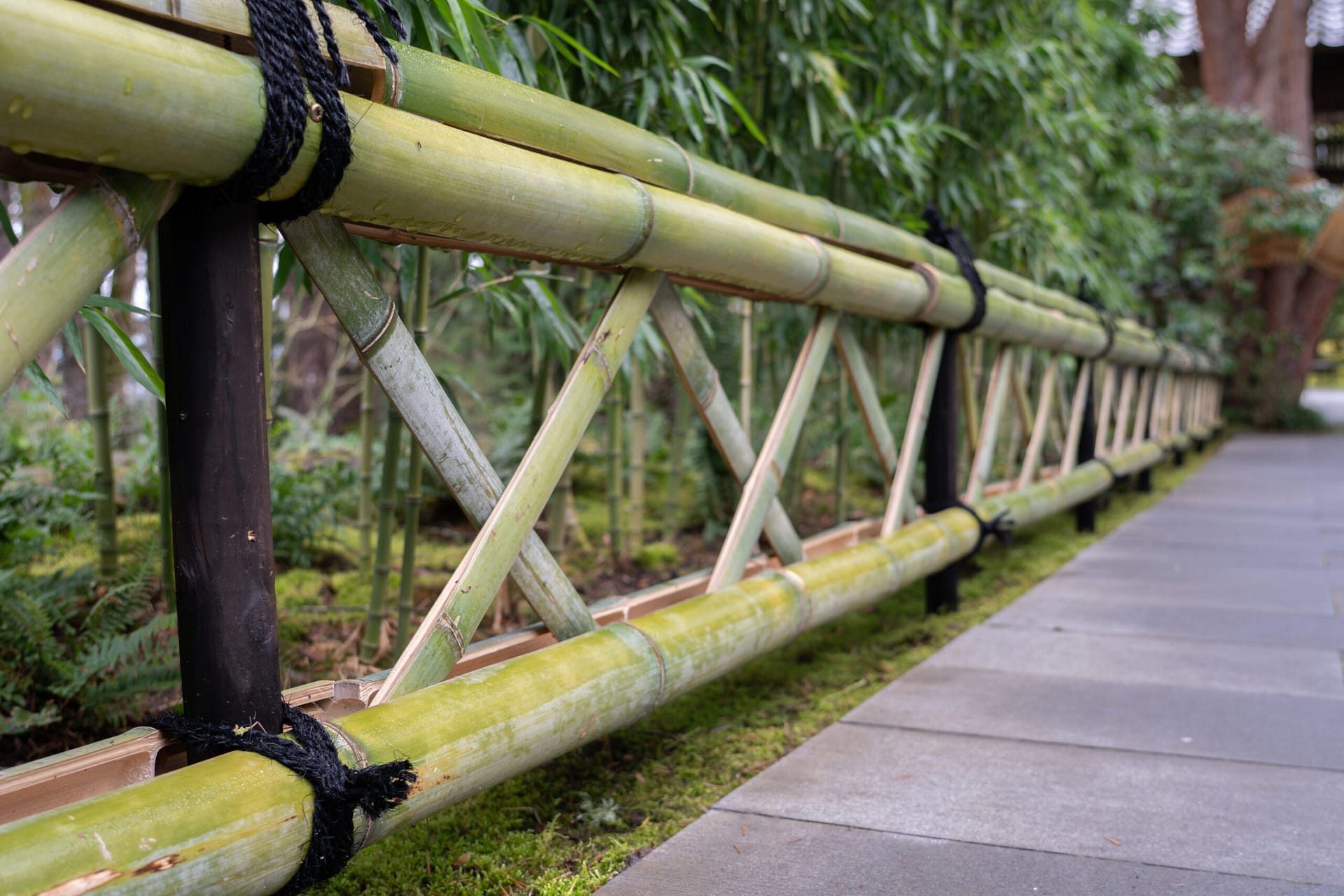a squat, bright green bamboo fence
