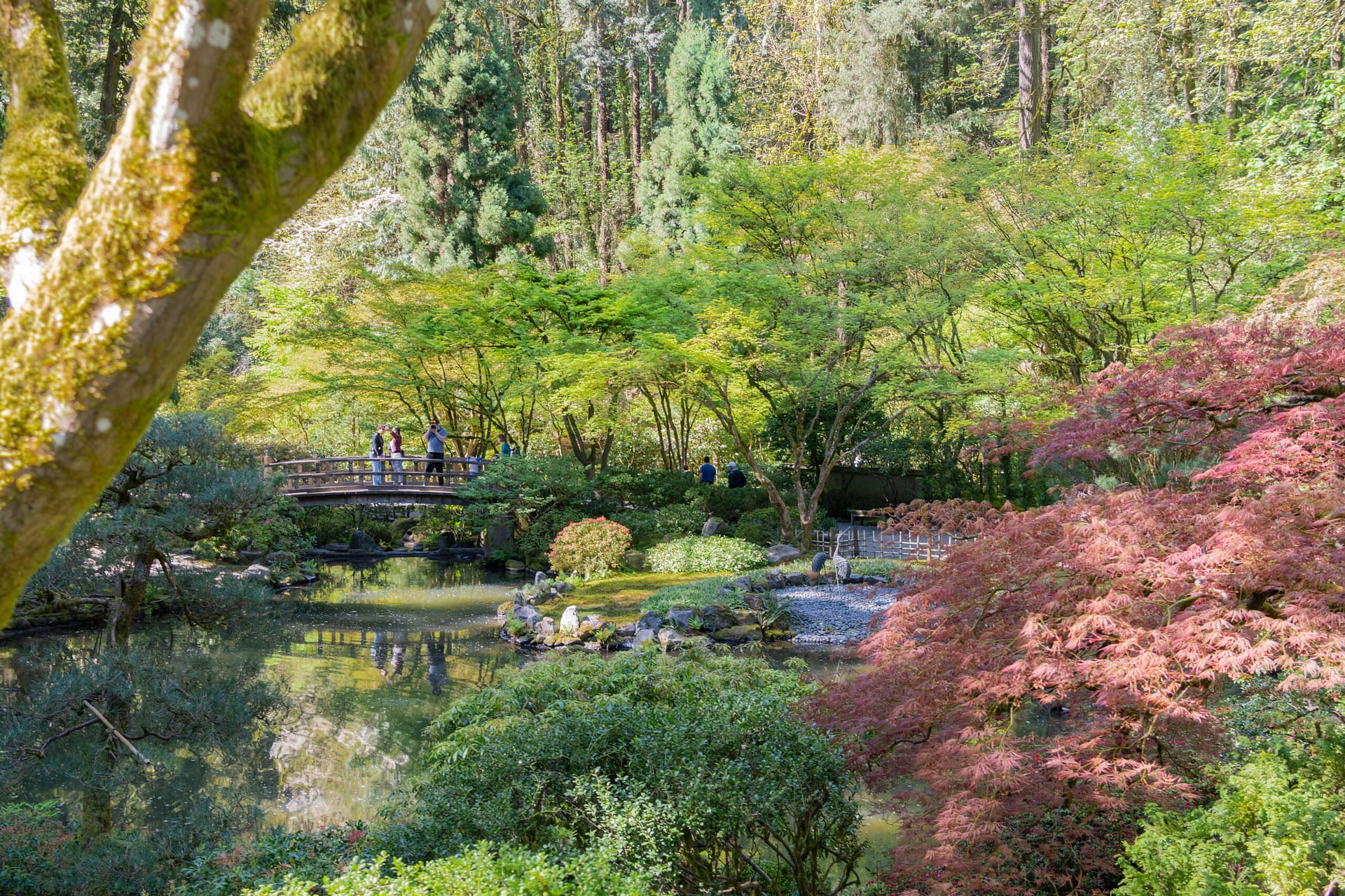 looking across a pond surrounded by plant life with a wooden bridge in the distance