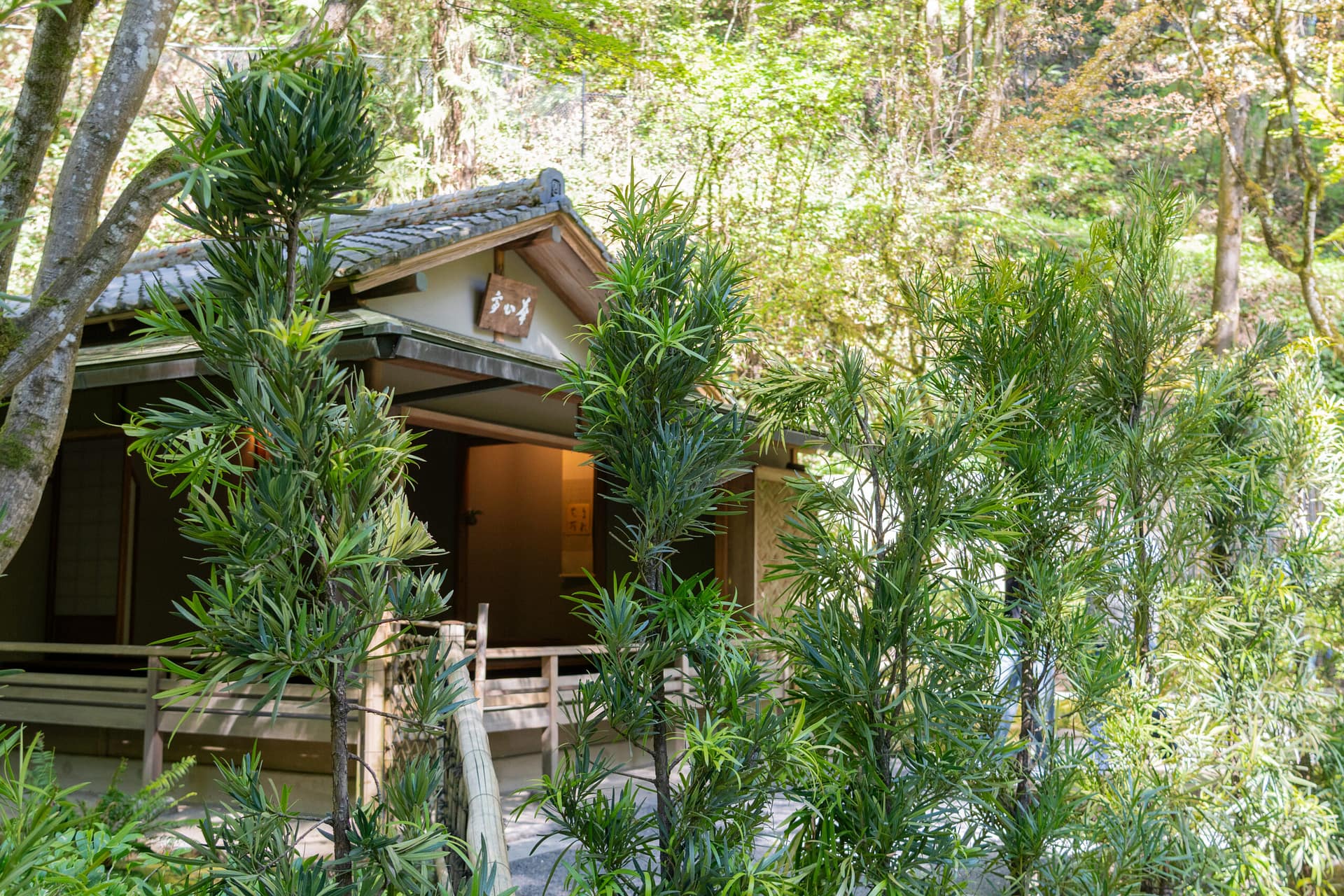 hedges of podocarpus obscuring the view of a tea house