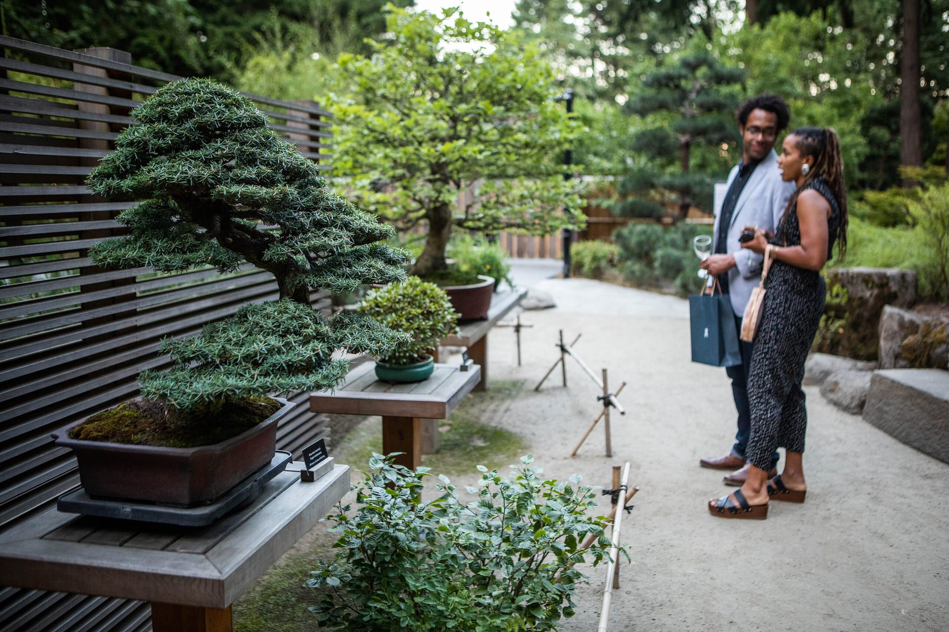 Two people looking at bonsai