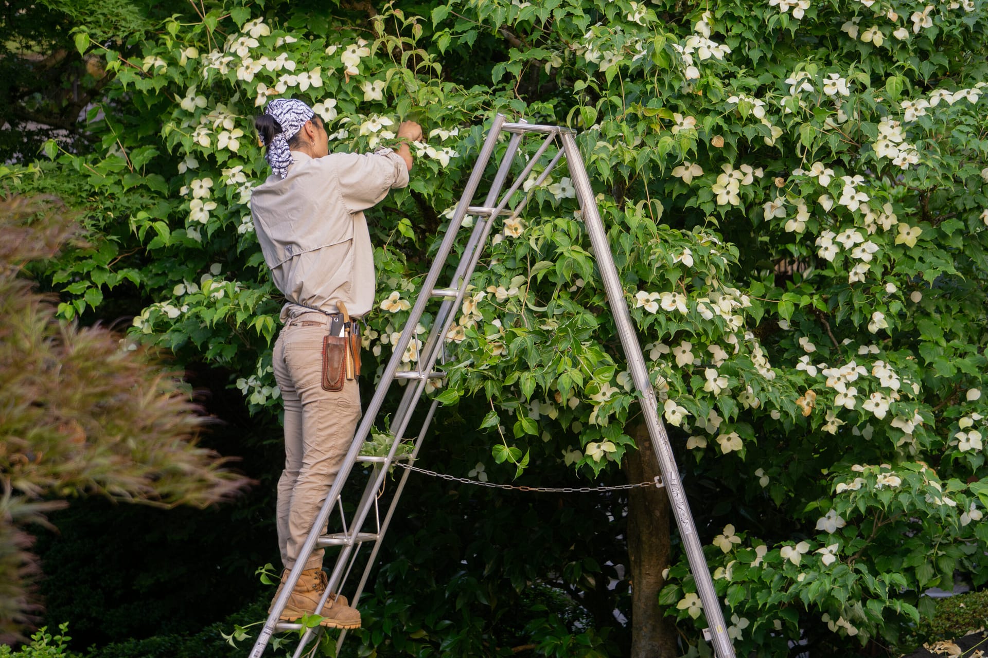 a man on a ladder clips a small tree
