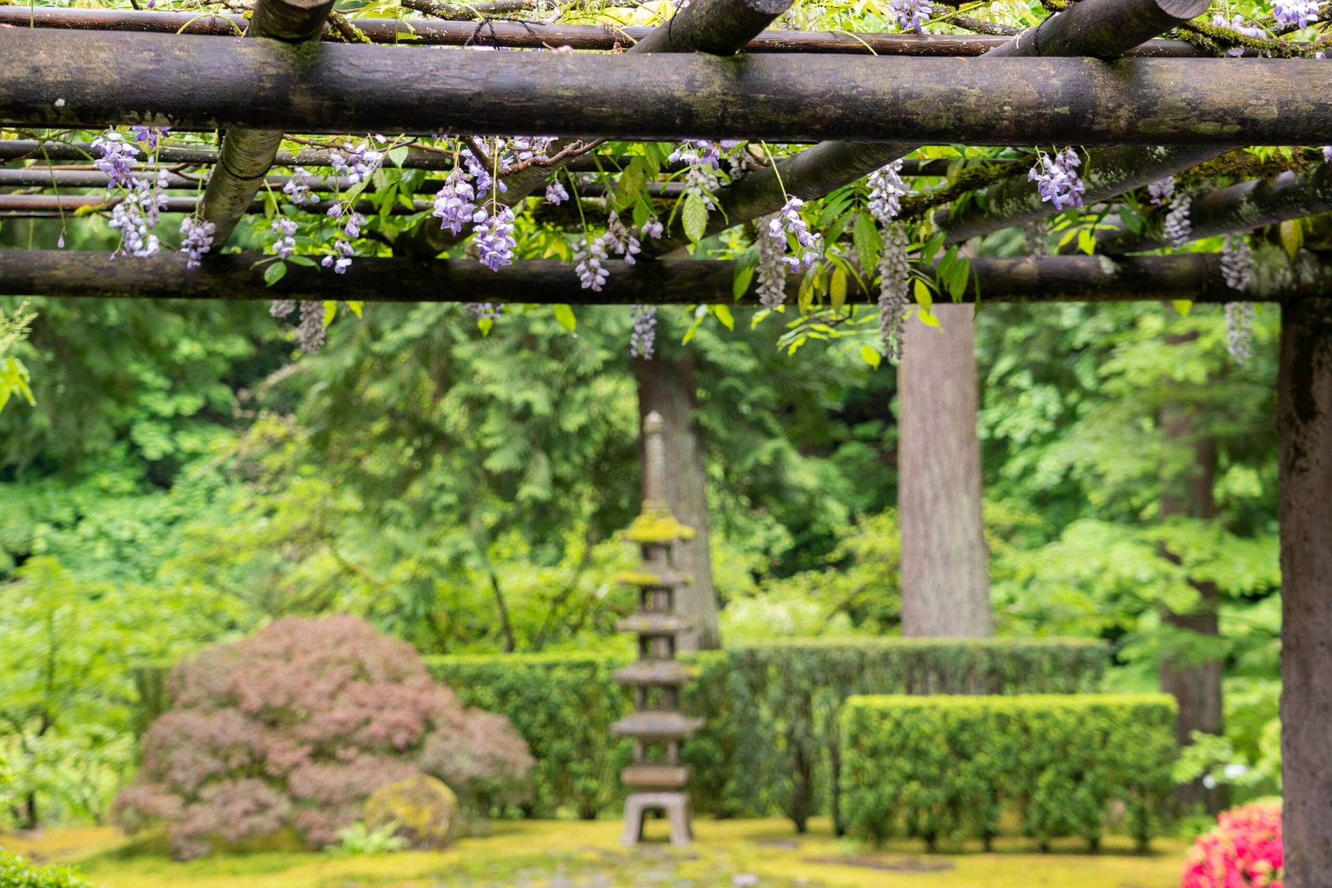 purple flowers dangling from an arbor