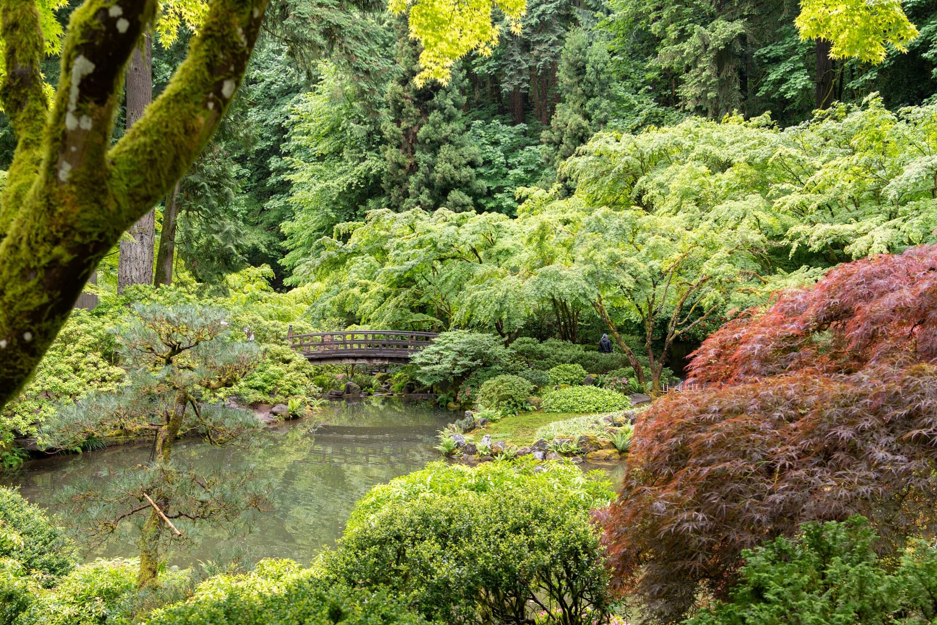 A pond surrounded by trees with green leaves