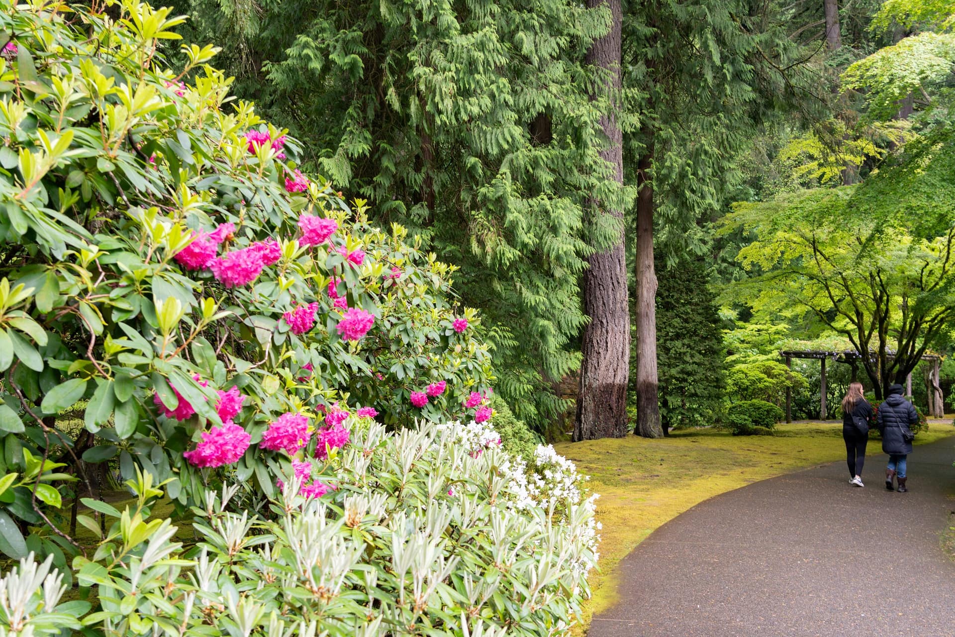 pink flowers next to a path