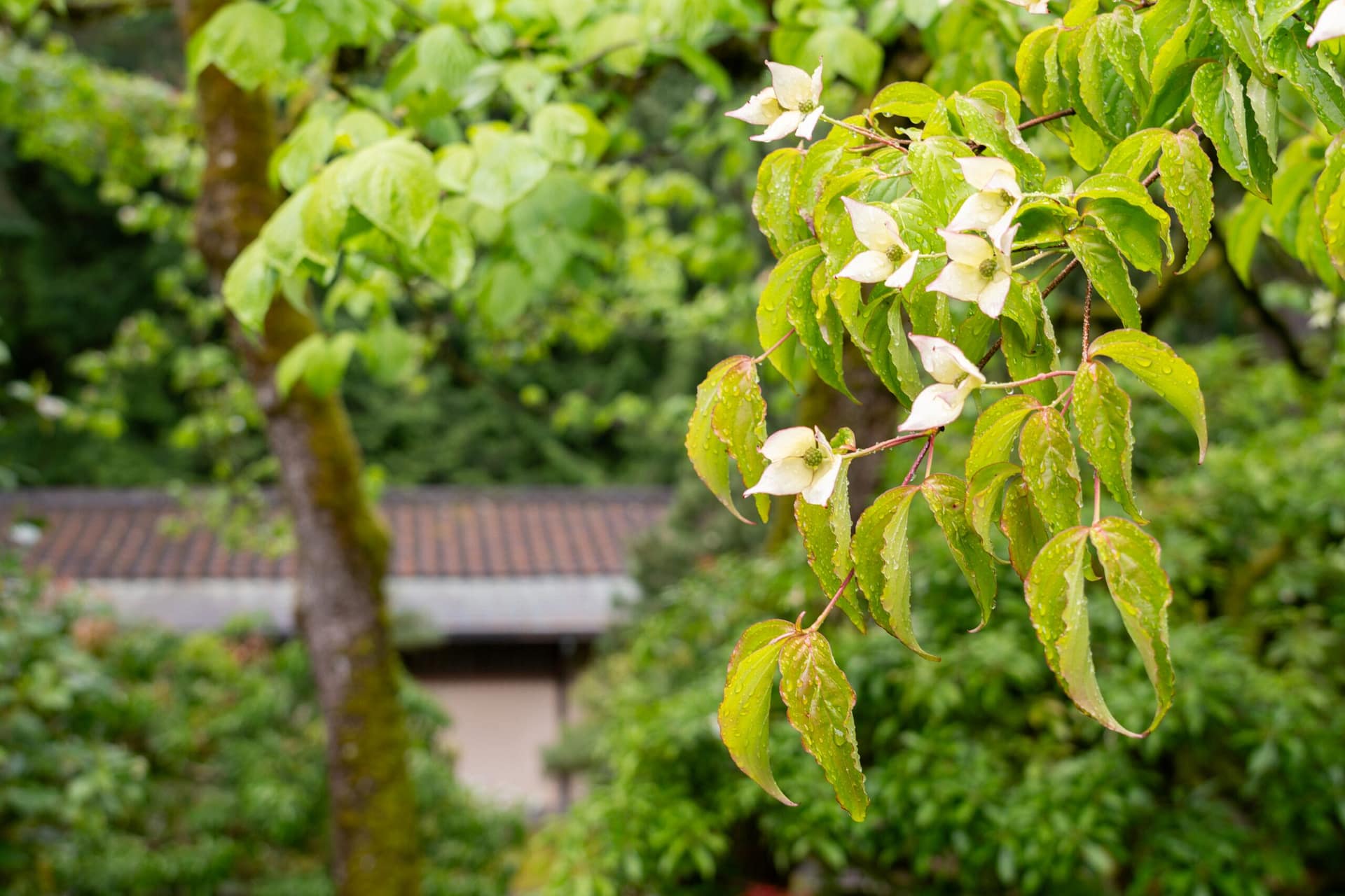 white flowers blooming amongst green leaves
